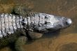 Alligator