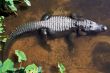 Alligator
