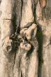 Gnarled tree close-up