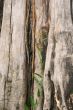 Gnarled tree close-up