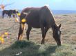 wild horse