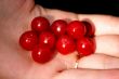 Red currant on a palm