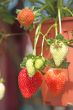 Strawberry plants