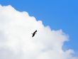 Bird at clouds