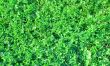 Green grasses