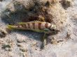 striped tropical fish