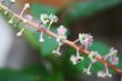 Tiny flowers