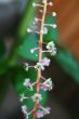 Tiny flowers