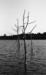 Trees in water