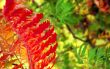 Ferns