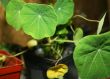 nasturtium
