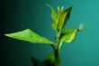 Lilac leaf