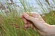 hand in grass