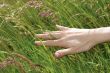 meadow hand