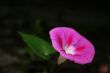 Morning glory pink