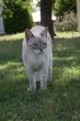 Cat Portrait