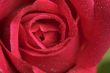 Macro Red Rose Blossom