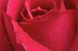 Macro Red Rose Blossom