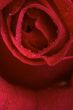 Macro Red Rose Blossom