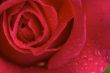 Macro Red Rose Blossom