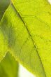 Close Up Leaf & Water Drops