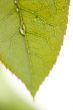 Close Up Leaf & Water Drops