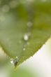 Close Up Leaf & Water Drops