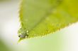 Close Up Leaf & Water Drops