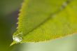 Close Up Leaf & Water Drops