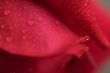 Macro Red Rose Blossom
