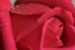 Macro Red Rose Blossom