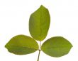 Leaves Macro Isolated