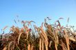 Blooming grass on the background of the sky