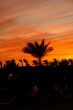 Palm tree on the background of the evening sky