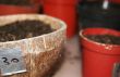 Seedling preparation