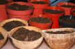 Seedling preparation