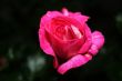 Pink rose