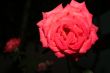Pink rose