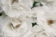 White roses