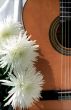Guitar with three chrysanthemums