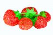 five isolated strawberries