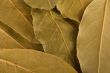 laurel leaves
