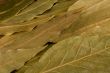 diagonal laurel leaves