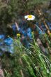 camomile in the forest