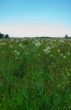 meadow & sky