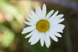 camomile