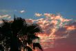 palm in the evening