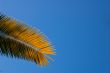 palm & sky