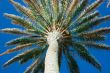 palm & sky
