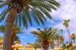 palms & umbrellas
